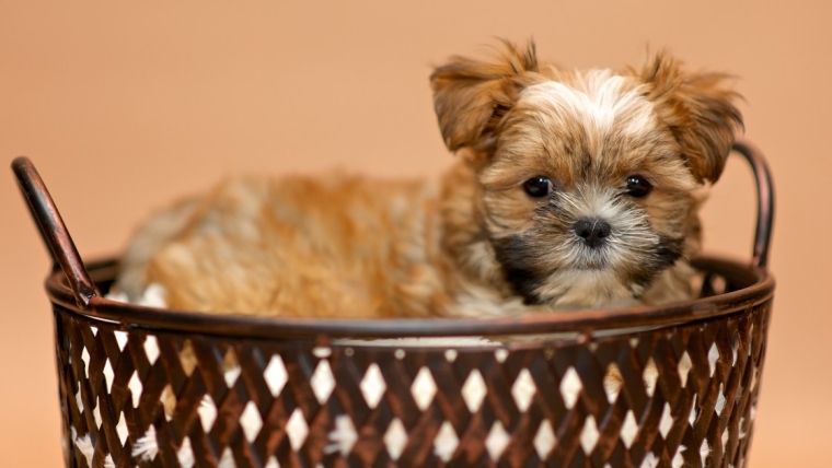 Chiots Shorkie : Photos mignonnes et faits