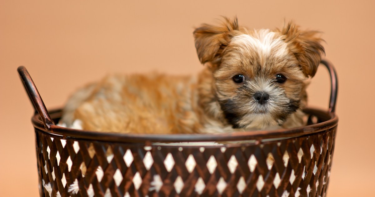 Chiots Shorkie : Photos mignonnes et faits