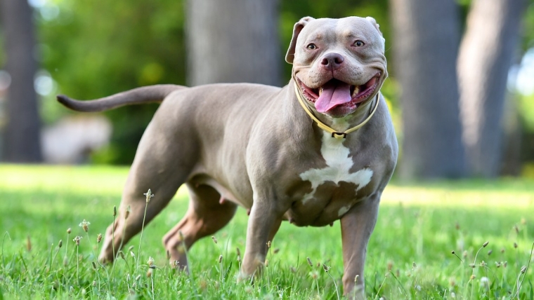 Le pour et le contre d’un American Bully