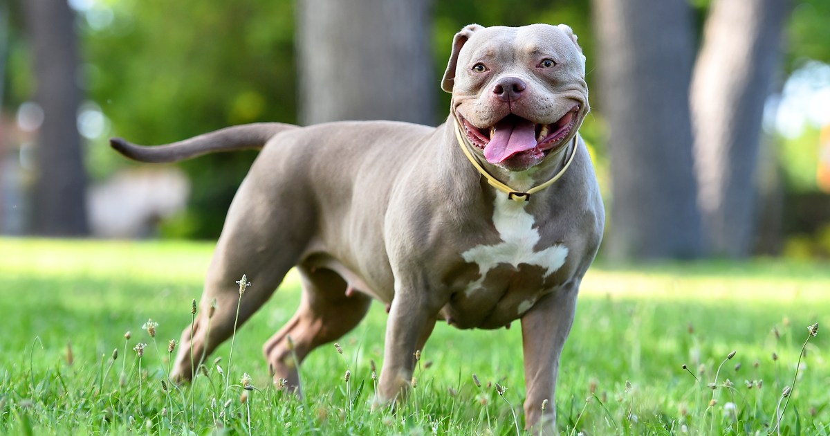 Le pour et le contre d’un American Bully