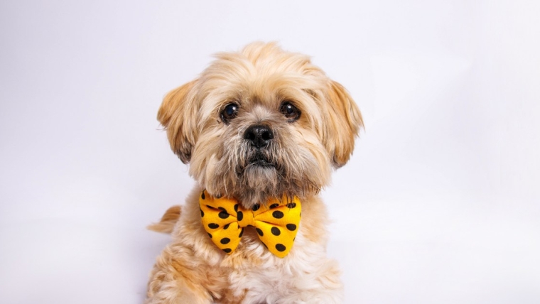 Chiots Lhasa Apso : Photos mignonnes et faits
