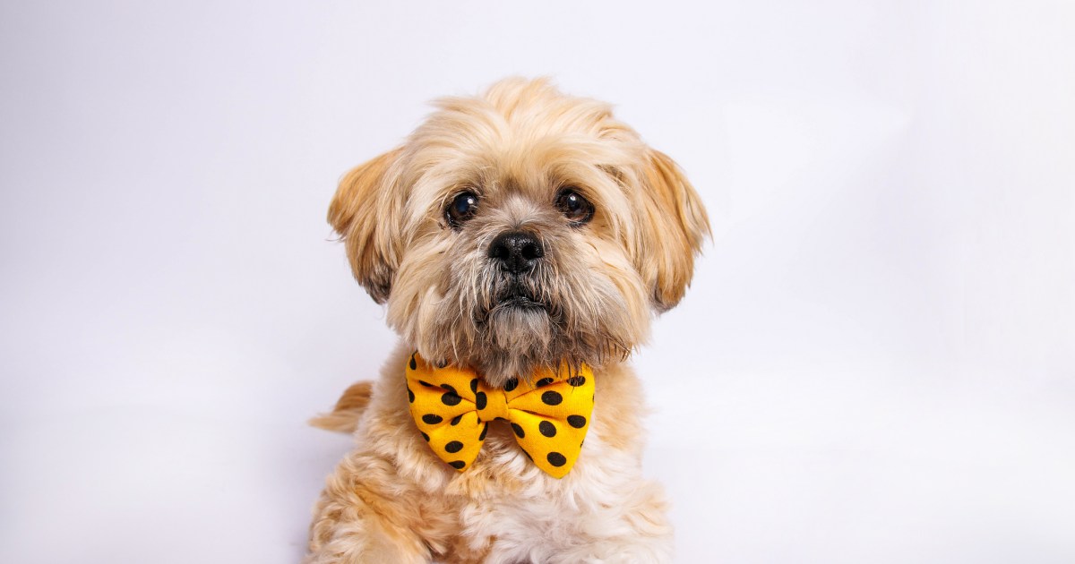 Chiots Lhasa Apso : Photos mignonnes et faits