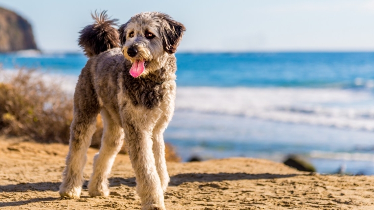 Avantages et inconvénients d’un Aussiedoodle