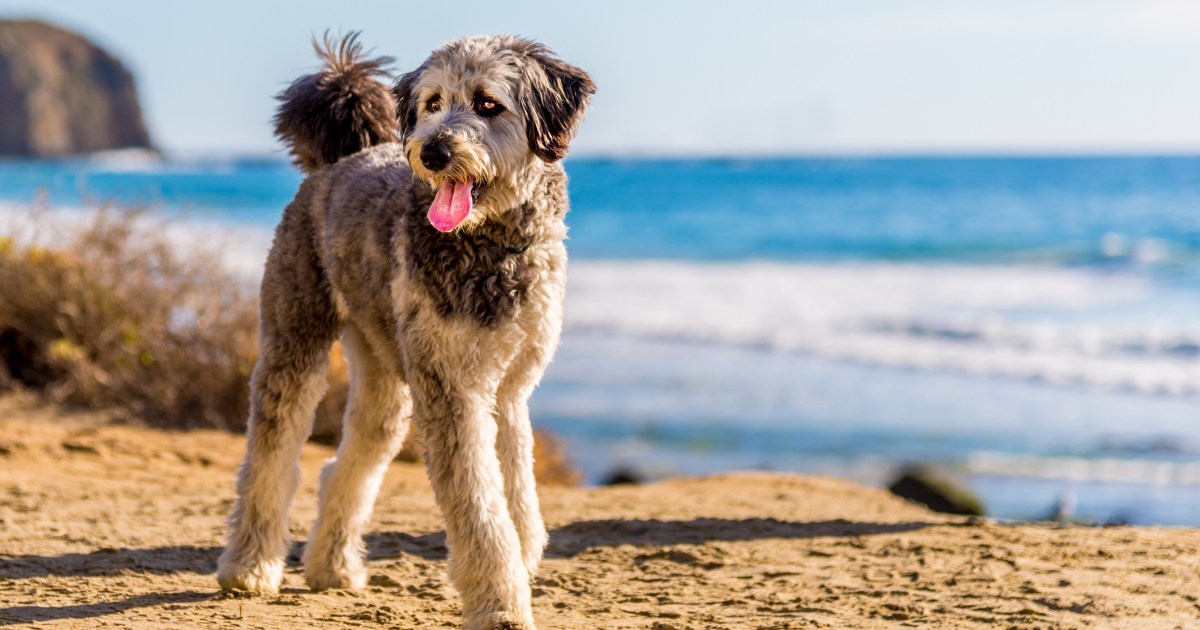 Avantages et inconvénients d’un Aussiedoodle