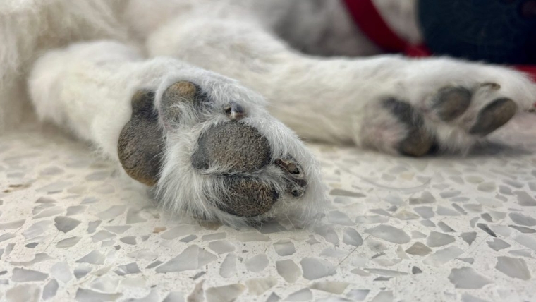 Hyperkératose chez le chien : symptômes, causes et traitements