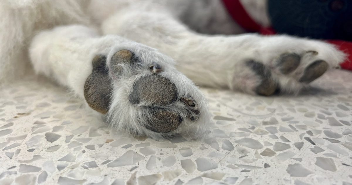 Hyperkératose chez le chien : symptômes, causes et traitements