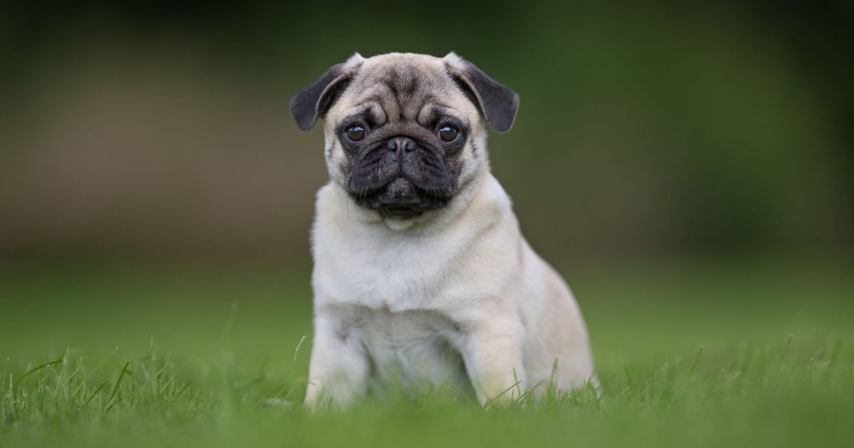 Photos et faits sur le chiot carlin