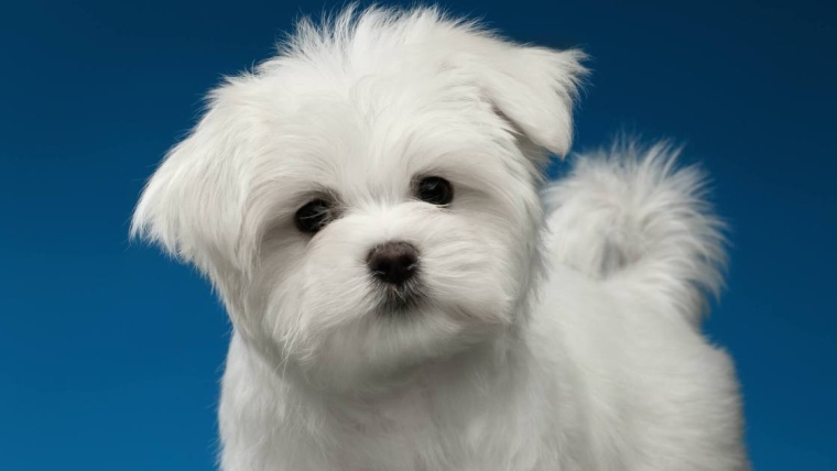 Photos et faits sur le chiot maltais