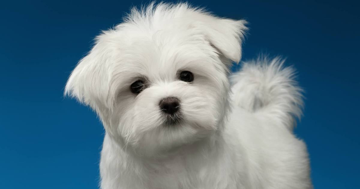 Photos et faits sur le chiot maltais