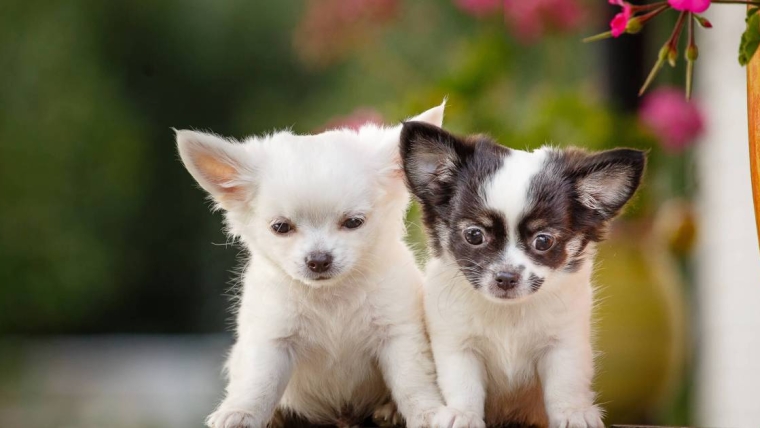Photos et faits concernant les chiots chihuahua