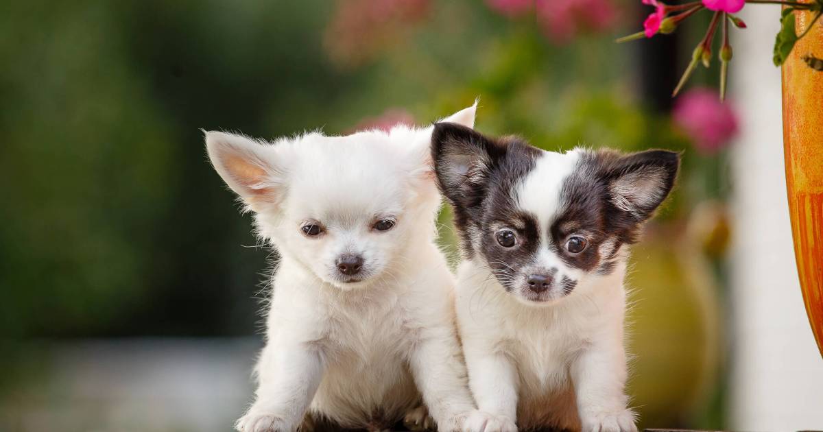 Photos et faits concernant les chiots chihuahua