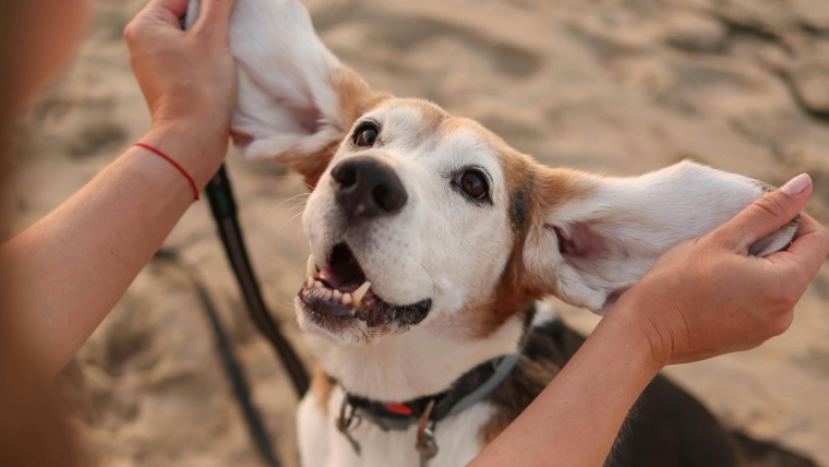 Mon chien souffre-t-il d’une infection de l’oreille ?