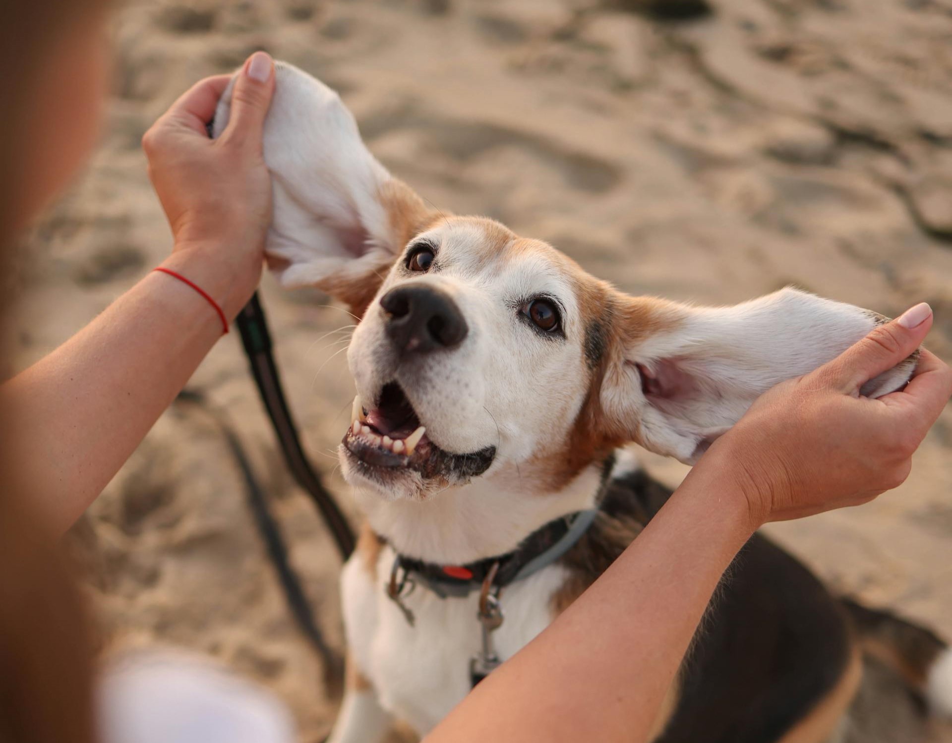 Mon chien souffre-t-il d’une infection de l’oreille ?