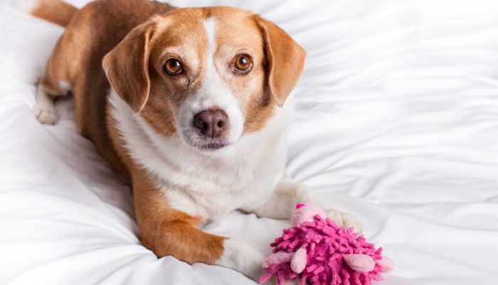 5 façons simples de montrer à votre chien que vous l’aimez