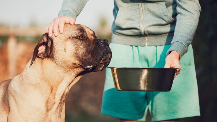 Quelle est la meilleure alimentation pour les chiens âgés ?