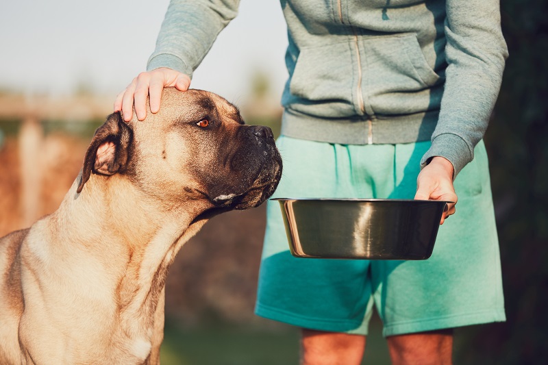 Quelle est la meilleure alimentation pour les chiens âgés ?