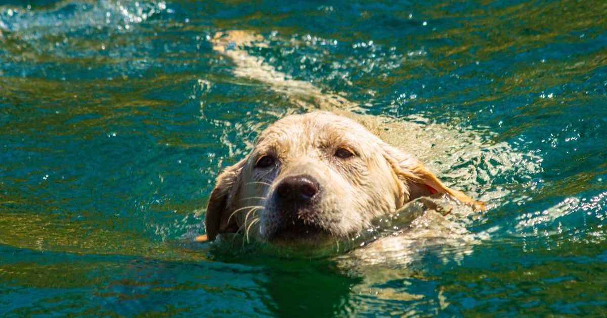 Un chien meurt après s’être baigné dans un lac du Texas, une alerte aux algues toxiques est lancée