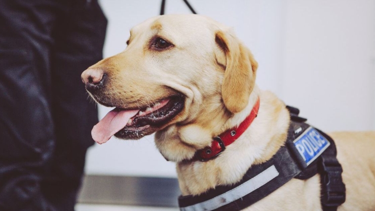 2 chiens aident à sauver une femme perdue atteinte de démence dans l’Utah