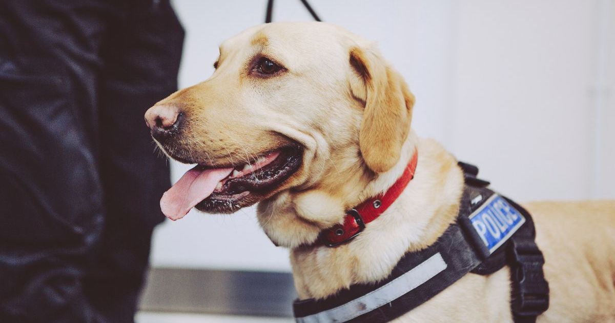 2 chiens aident à sauver une femme perdue atteinte de démence dans l’Utah