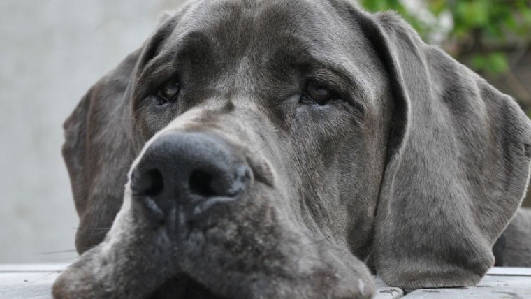 3 chiens meurent après avoir séjourné dans un établissement PetSmart en Virginie