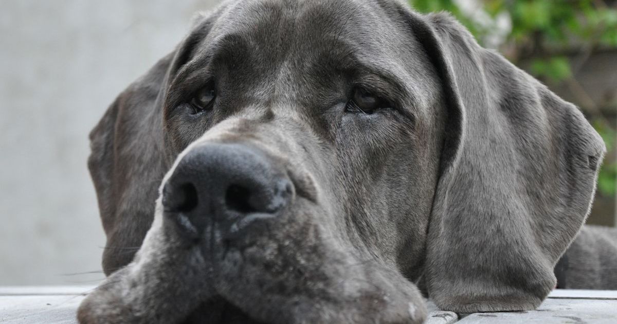 3 chiens meurent après avoir séjourné dans un établissement PetSmart en Virginie