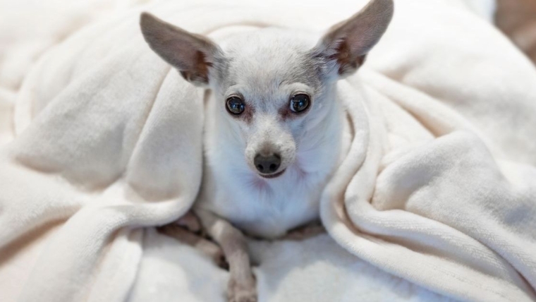 Un chien disparu rentre chez lui en toute sécurité après 9 ans passés dans le Nevada
