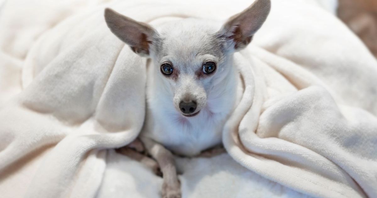 Un chien disparu rentre chez lui en toute sécurité après 9 ans passés dans le Nevada