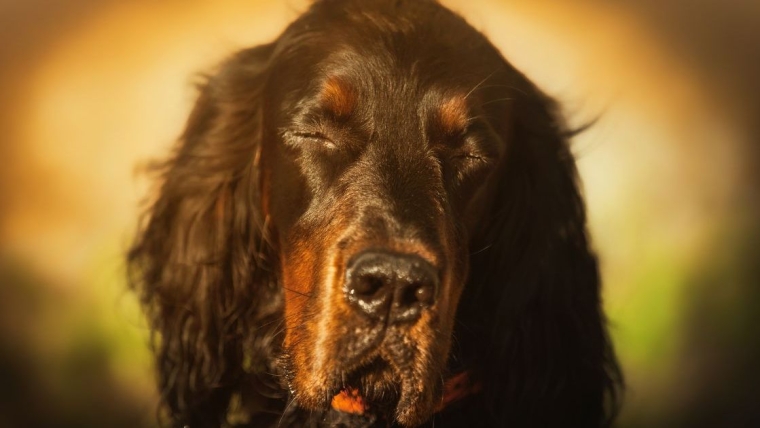 Un chien britannique dort pendant sa 40e et dernière séance de don de sang