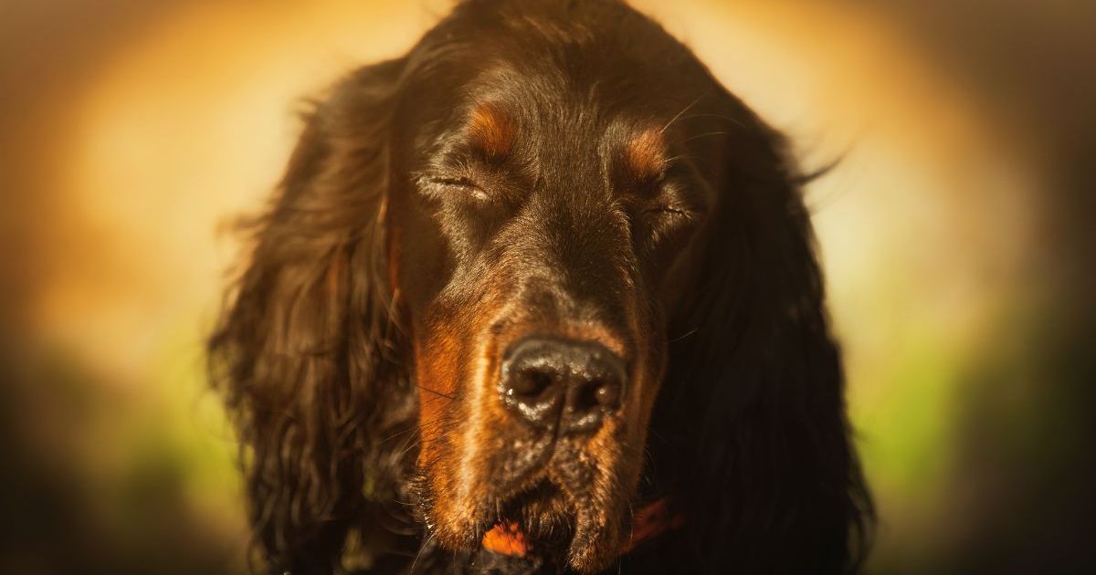 Un chien britannique dort pendant sa 40e et dernière séance de don de sang