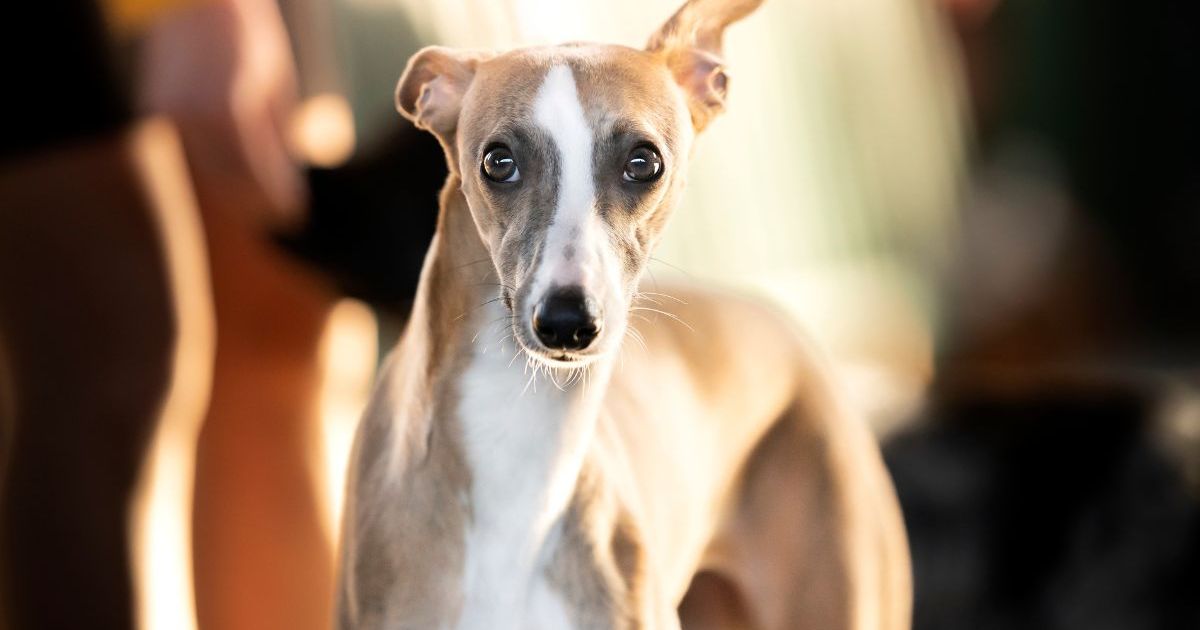 Un sans-abri californien s’occupe d’un chien perdu, son propriétaire est reconnaissant