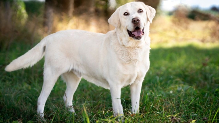 Un chien du Texas avec un bol sur la tête a finalement été sauvé
