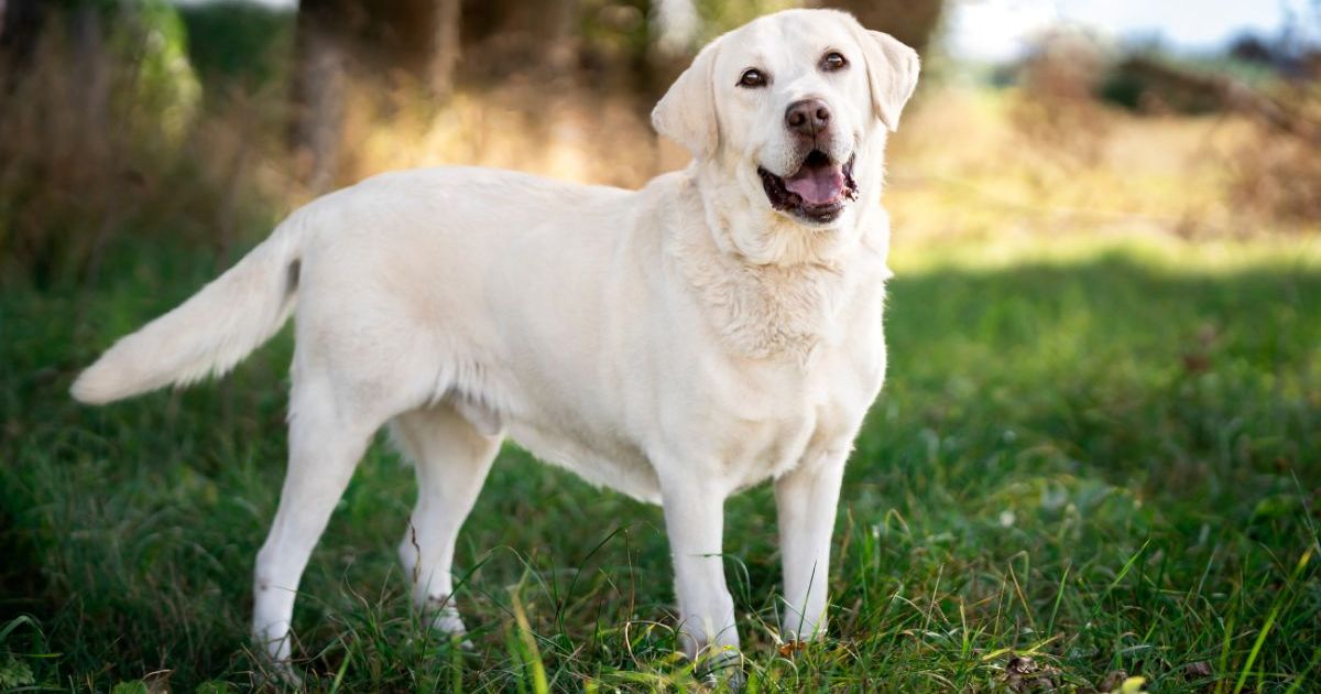 Un chien du Texas avec un bol sur la tête a finalement été sauvé