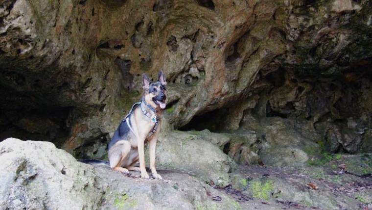 Un chien de sauvetage des Cavers retrouvé à plusieurs mètres sous terre en Virginie
