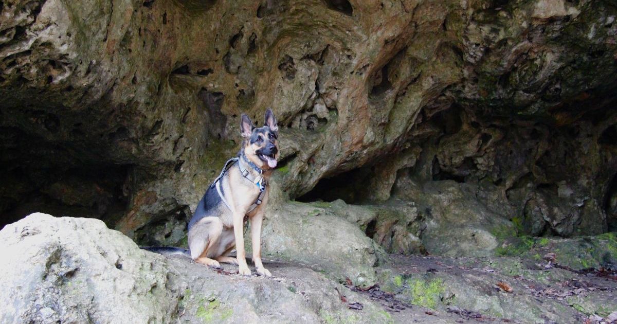 Un chien de sauvetage des Cavers retrouvé à plusieurs mètres sous terre en Virginie