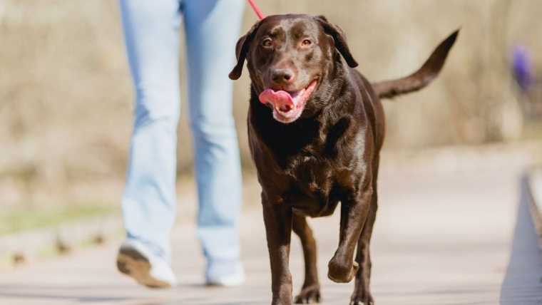 3 chiens morts d’un coup de chaleur chez un gardien d’animaux du Texas