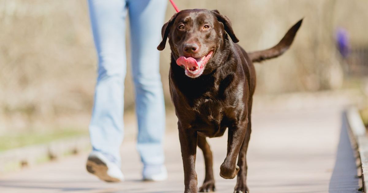 3 chiens morts d’un coup de chaleur chez un gardien d’animaux du Texas