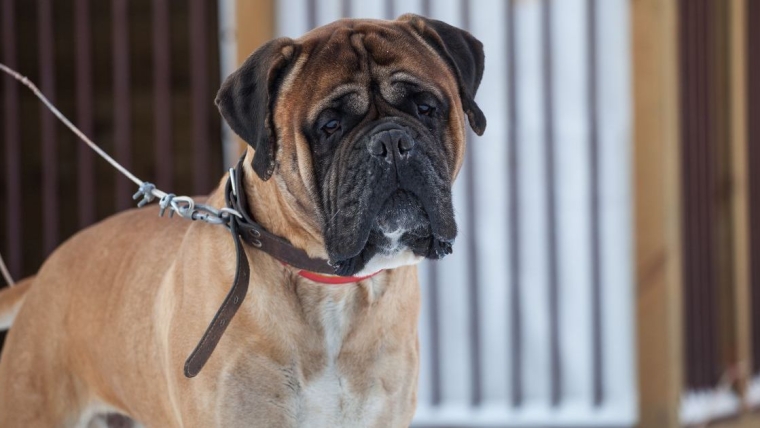 Un chien abandonné, attaché à un poteau, sur le bord d’une autoroute à New York