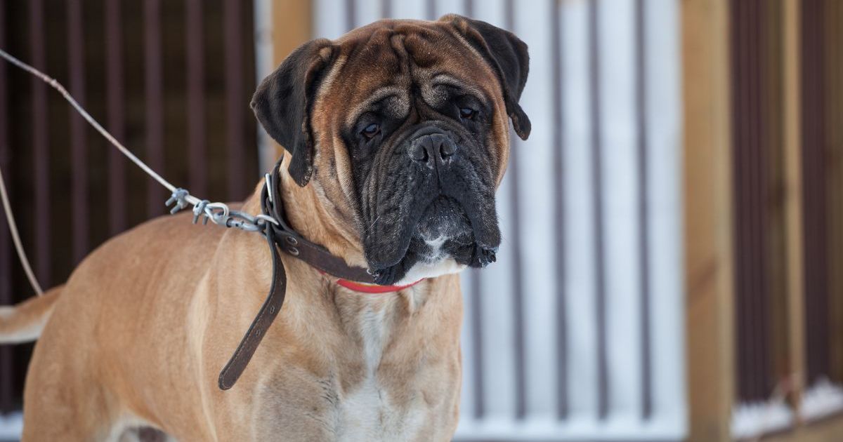 Un chien abandonné, attaché à un poteau, sur le bord d’une autoroute à New York