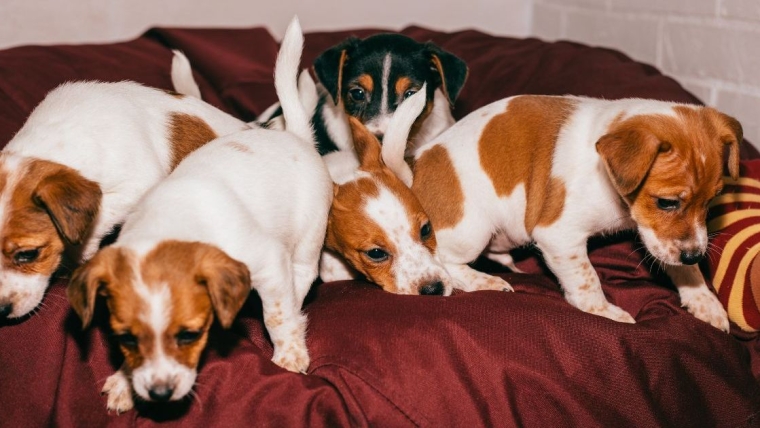 16 chiots trouvés dans une station-service sauvés en Floride