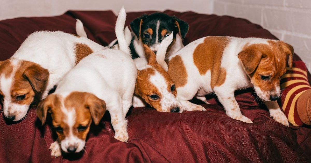 16 chiots trouvés dans une station-service sauvés en Floride