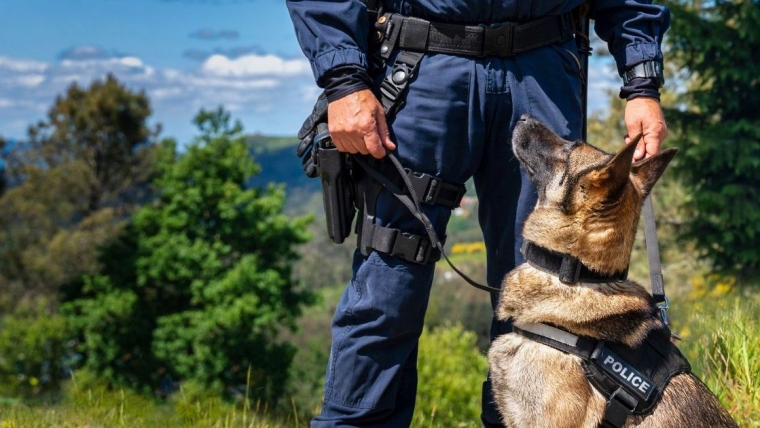 Un chien policier de Floride meurt après avoir traqué un suspect pendant la canicule