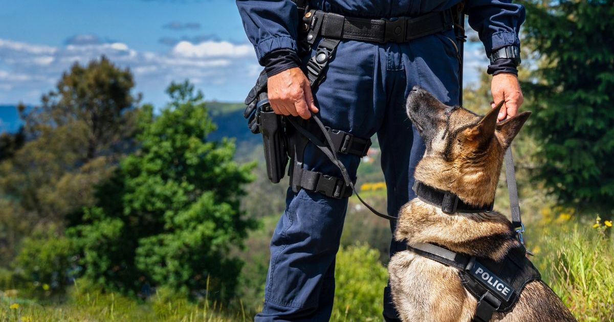 Un chien policier de Floride meurt après avoir traqué un suspect pendant la canicule