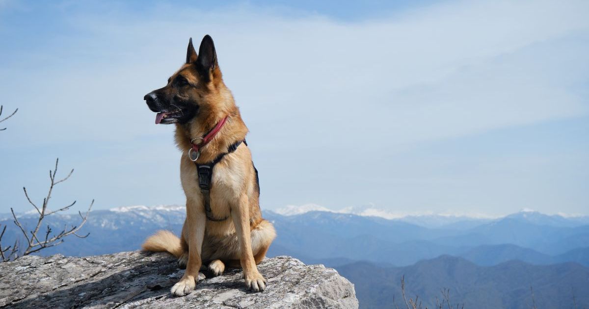 Un chien secouru après 2 semaines dans les montagnes du Colorado