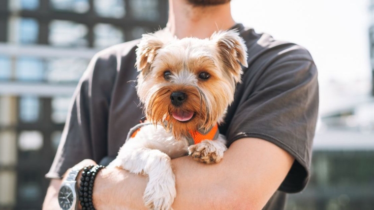 Une étude révèle que les races de chiens les plus répandues à New York sont les Yorkies et les Shih Tzus