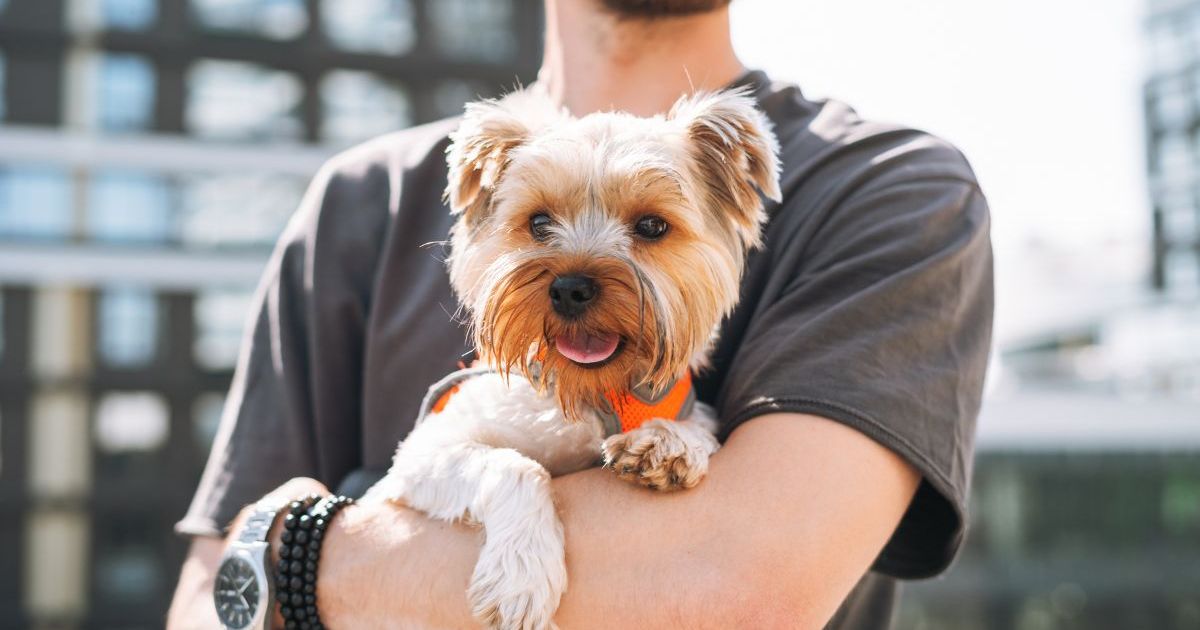 Une étude révèle que les races de chiens les plus répandues à New York sont les Yorkies et les Shih Tzus