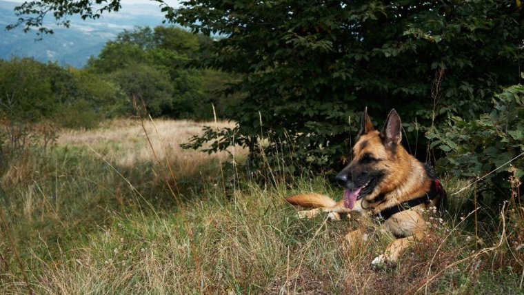 Un chien avec une fermeture éclair autour de la bouche et du cou trouvé en Californie