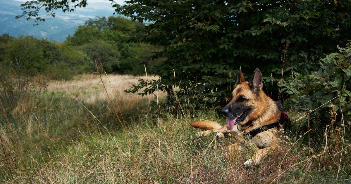 Un chien avec une fermeture éclair autour de la bouche et du cou trouvé en Californie