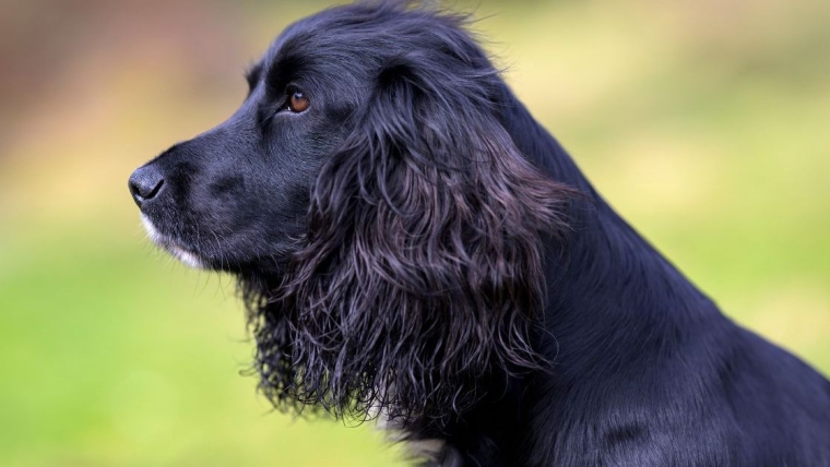 Un chien sirène à 6 pattes, « Ariel », adopté par des moniteurs de surf