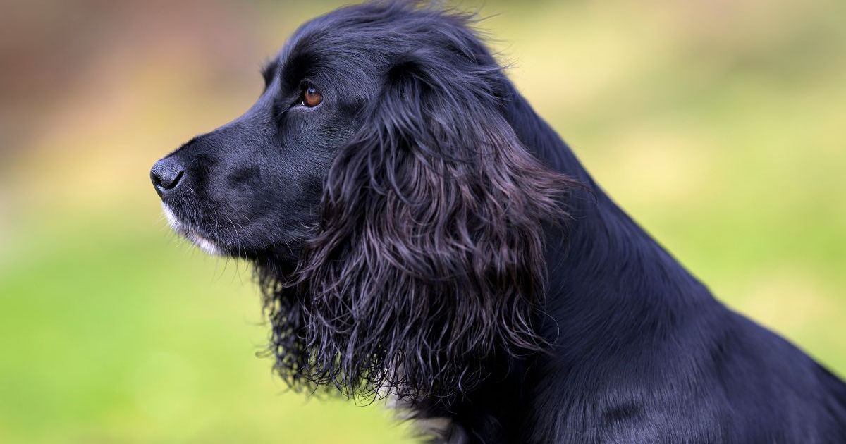 Un chien sirène à 6 pattes, « Ariel », adopté par des moniteurs de surf