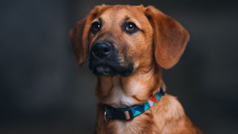 Une infirmière texane adopte le chien d’un patient décédé après l’avoir cherché pendant des jours